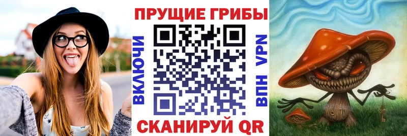 Купить Красково Псилоцибиновые грибы Psilocybine cubensis